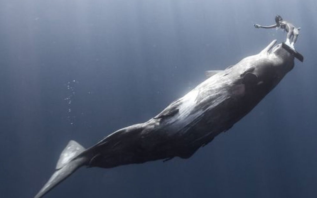 La Réponse de la baleine à bosse