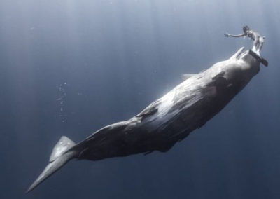 La Réponse de la baleine à bosse