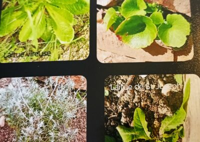 À la découverte du « non jardin » d’un paresseux