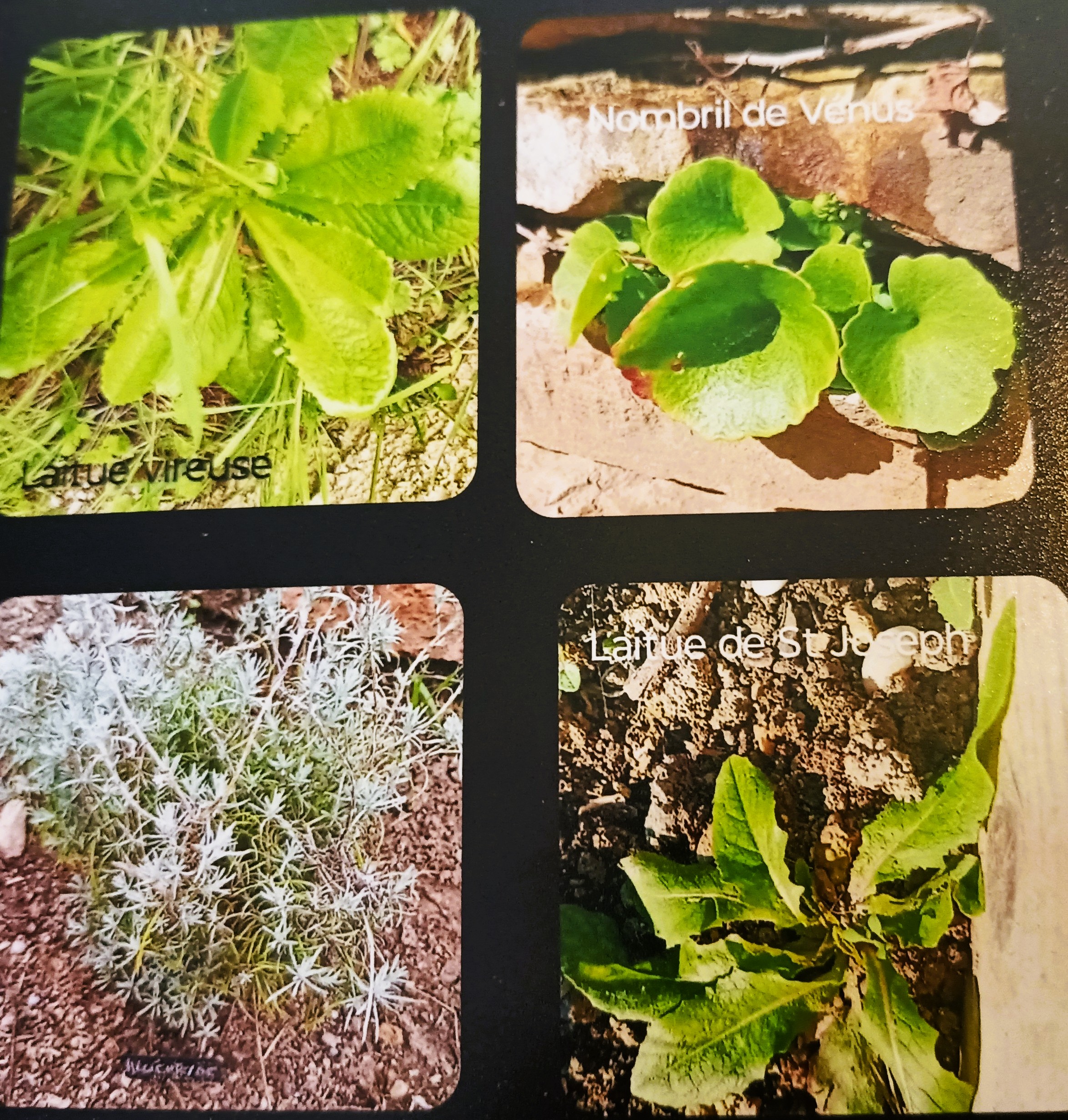 À la découverte du « non jardin d’un paresseux » 1 @ Henri Grau 2025