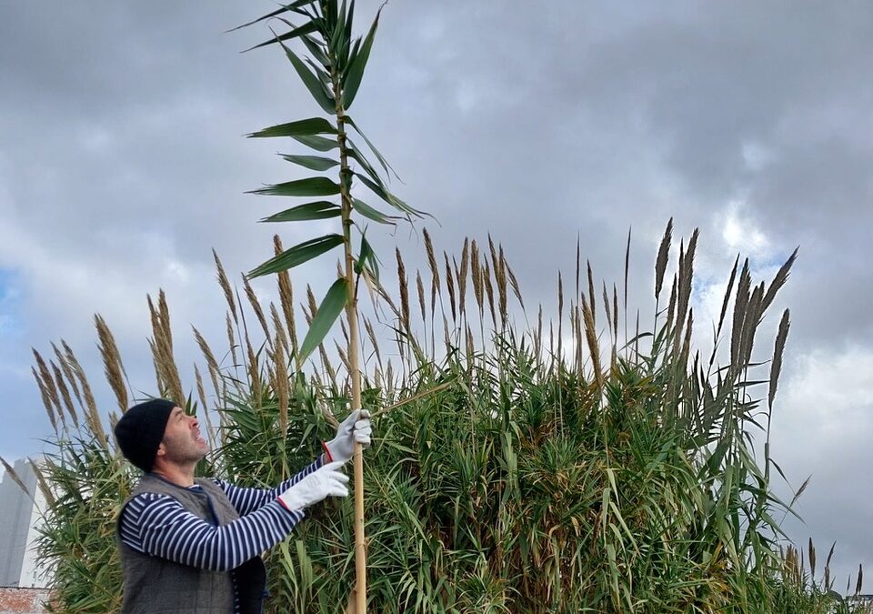 ARUNDO DONAX