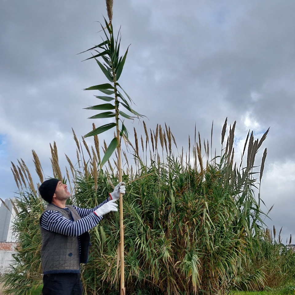 Arundo donax © Marielle Agboton