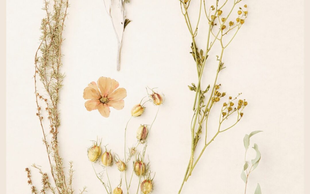 Création d’herbiers sauvages