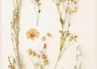 Création d’herbiers sauvages