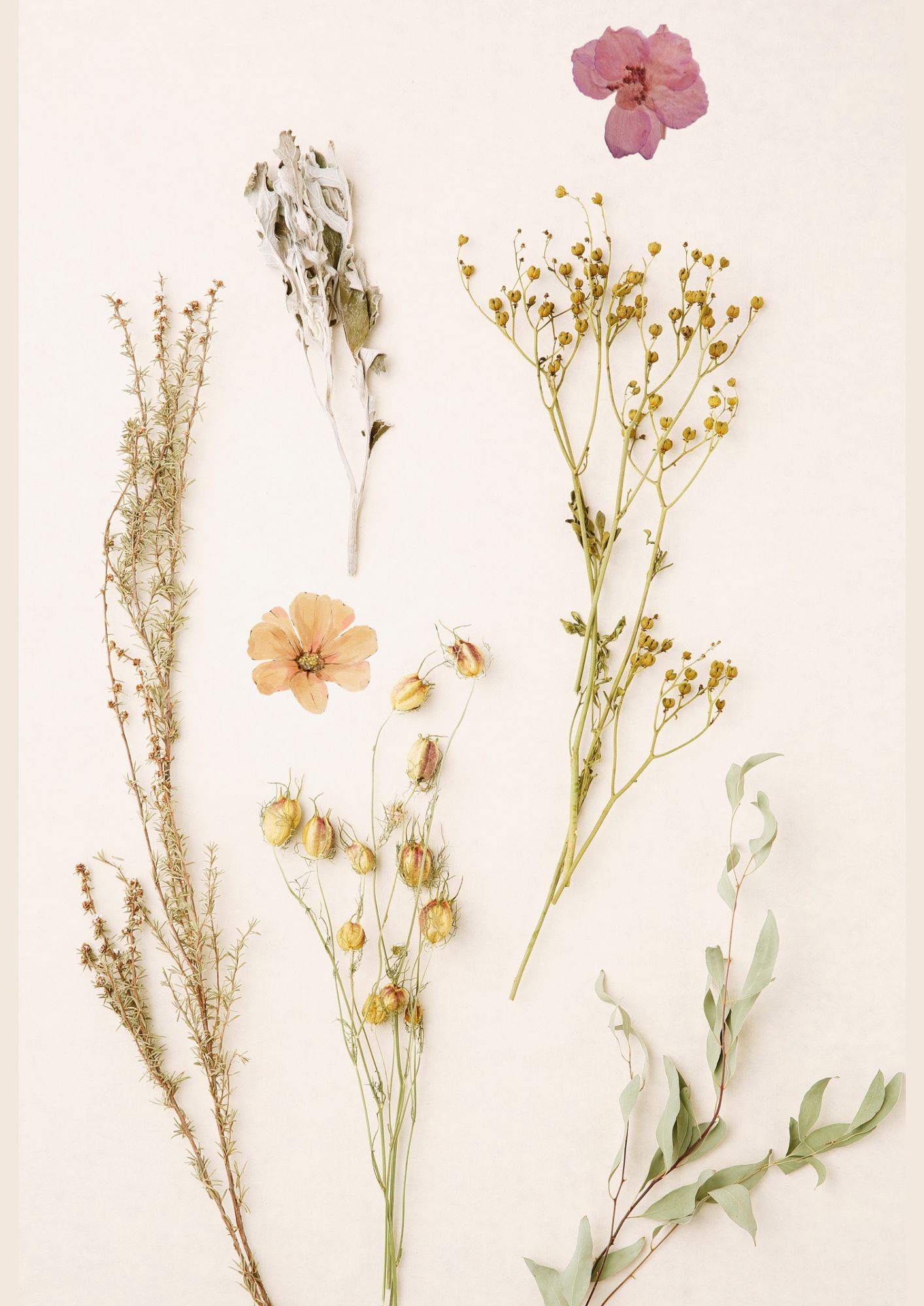 Création d’herbiers sauvages © DR