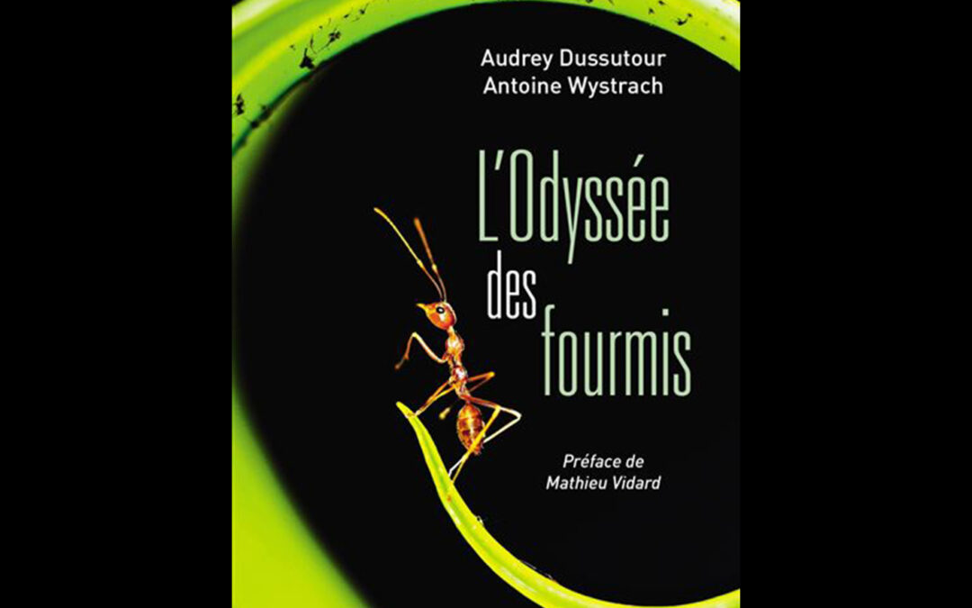 L’ODYSSÉE DES FOURMIS