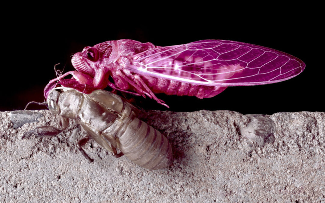 MUE + MATHIAS RICHARD