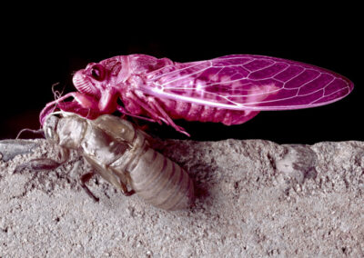 MUE + MATHIAS RICHARD