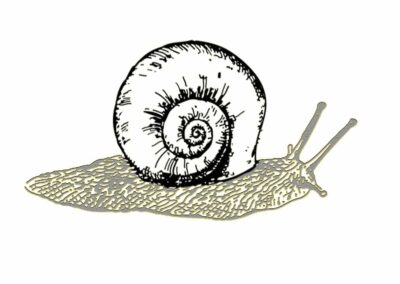 Sur la trace de l’escargot