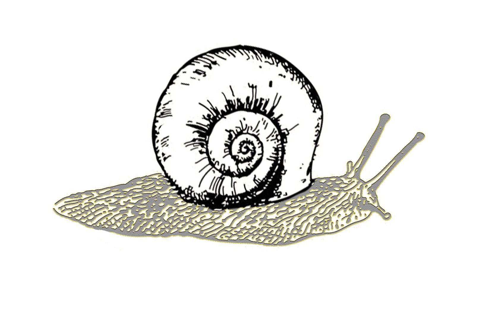 Sur la trace de l’escargot © Octopode